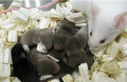 Ngạc nhiên với chuột sinh ra từ tinh trùng được bảo quản trong không gian 